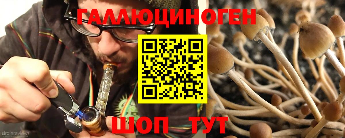 магазин  наркотиков  Галлюциногенные грибы GOLDEN TEACHER  Вход с VPN  Тутаев 